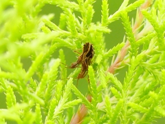 Irantha