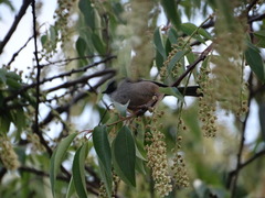 Psaltriparus minimus