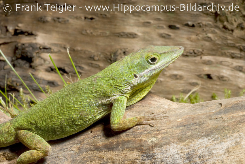 Hispaniolan Green Anole