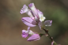 Polygala anatolica