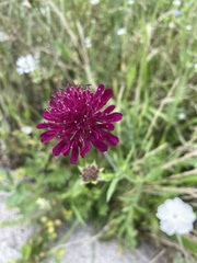 Knautia macedonica