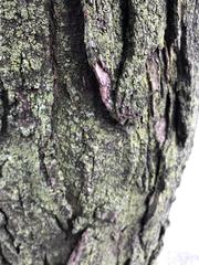 Gleditsia triacanthos