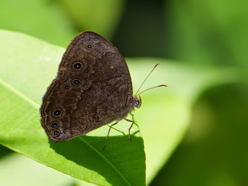 Vulgar Bush Brown