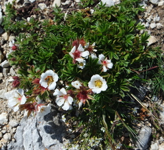 Potentilla clusiana