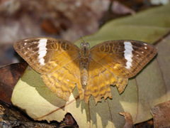 Euriphene tadema nigropunctata