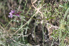 Polygala anatolica