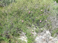 Rosa minutifolia