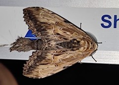 Dudusa sphingiformis