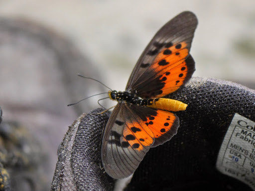 Acraea rogersi