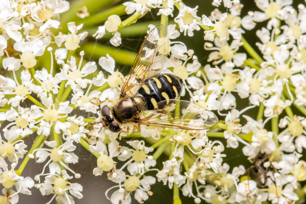 Eupeodes nielseni