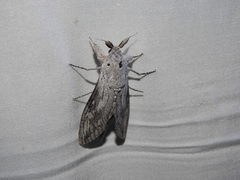 Endoxyla edwardsorum