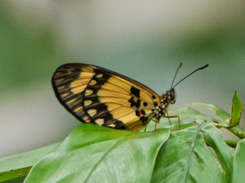 Orange-streak Acraea