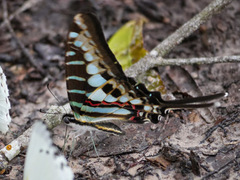Graphium policenes policenes