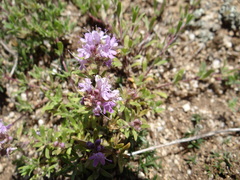 Thymus gobicus