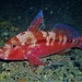 Upeneichthys vlamingii - Photo (c) J. Martin Crossley, algunos derechos reservados (CC BY-NC-SA), subido por J. Martin Crossley