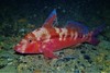 Bluespotted Goatfish - Photo (c) J. Martin Crossley, some rights reserved (CC BY-NC-SA), uploaded by J. Martin Crossley