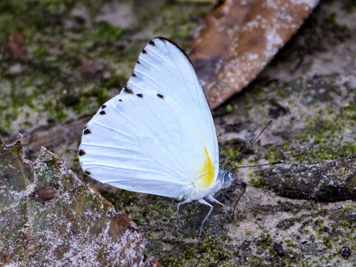 Sabine Albatross