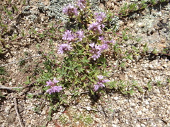 Thymus gobicus