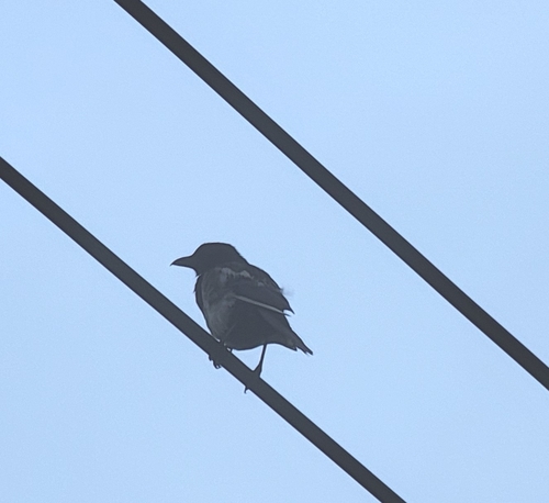 Oriental Magpie