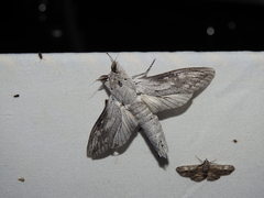 Endoxyla edwardsorum