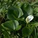 Wild Calla - Photo (c) Bastiaan, some rights reserved (CC BY-NC-ND)