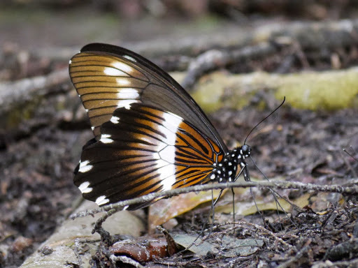 Narrow-banded Swallowtail