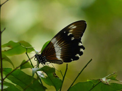 Papilio gallienus