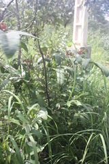 Cyphostemma sokodense