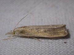 Calamotropha