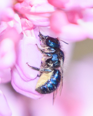 Osmia ribifloris ribifloris