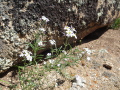 Dontostemon integrifolius