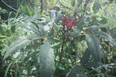 Cyphostemma sokodense