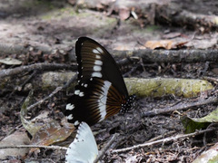 Papilio gallienus