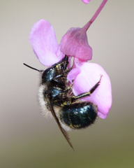 Osmia ribifloris ribifloris