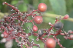 Cyphostemma sokodense