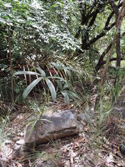 Cyphostemma sokodense