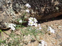 Dontostemon integrifolius