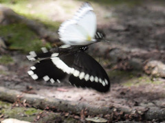Papilio gallienus