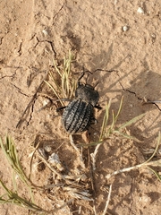 Philolithus sordidus