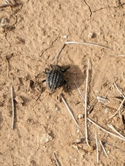 Philolithus sordidus