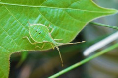 Homoeocerus dilatatus