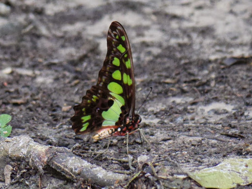 Electric Green Swordtail