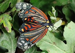 Campylotes histrionicus