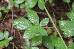 Rubus tarnensis
