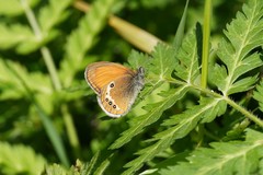 Coenonympha gardetta darwiniana