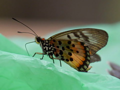 Acraea egina
