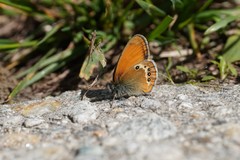 Coenonympha gardetta darwiniana