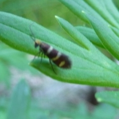 Micropterix aureatella
