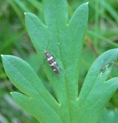 Micropterix aureatella