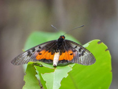 Acraea egina